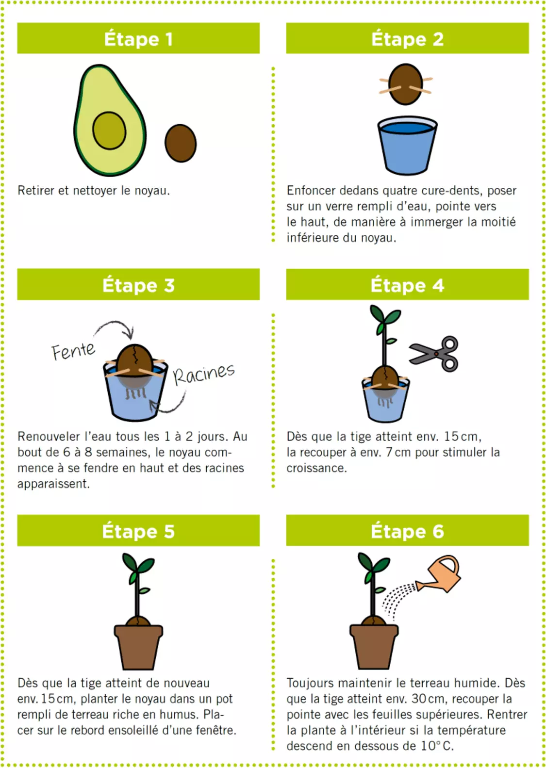 Comment faire pousser un avocat | Betty Bossi